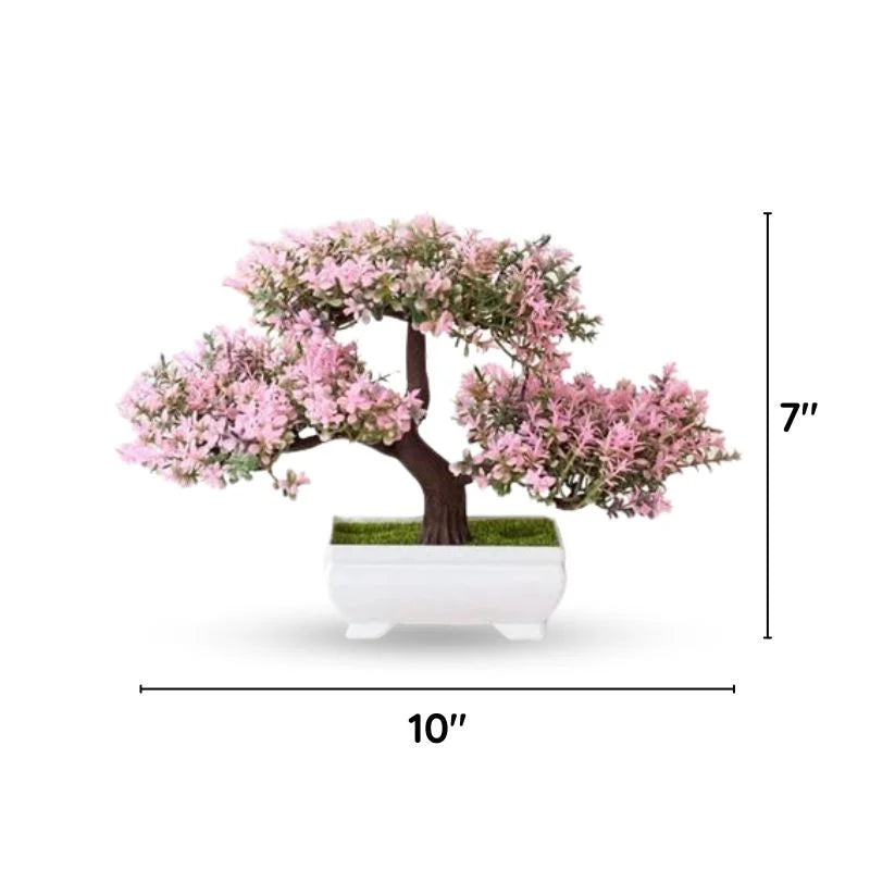 Raxiva bonsai decorative plants