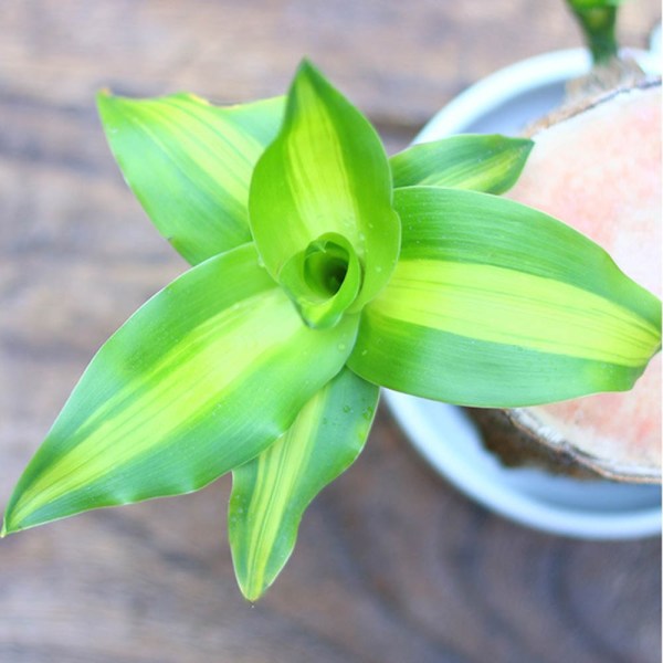 Raxiva-bois bresilien purificateur dair porte bonheur naturel 1