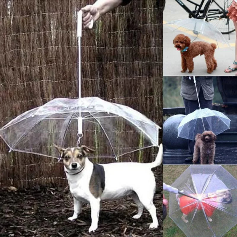 Raxiva-dog umbrella and leash