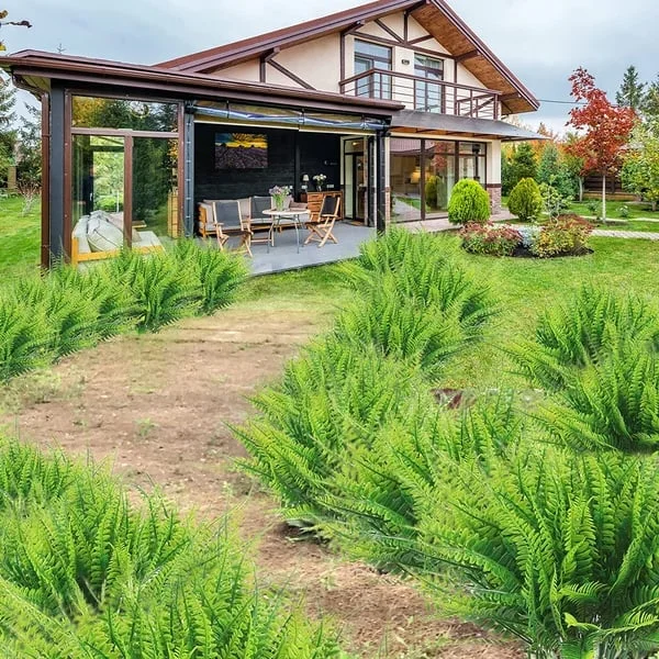 Raxiva-uv resistant lifelike artificial boston fern outdoor use