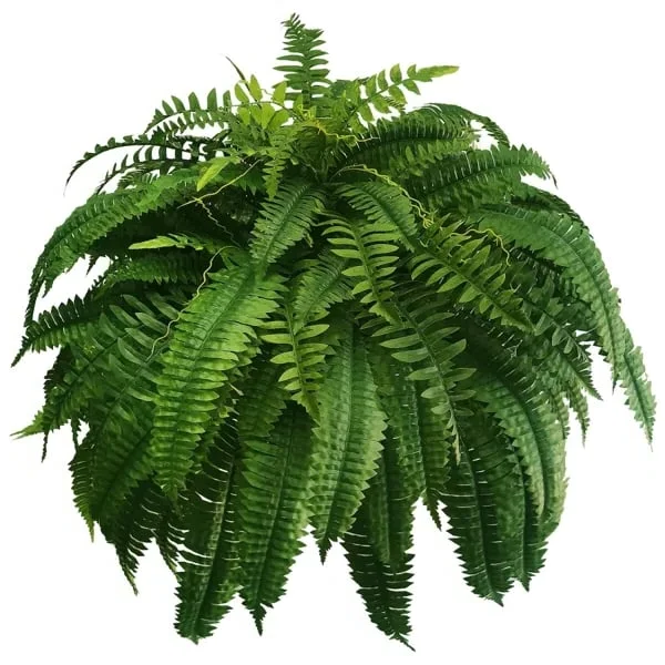 Raxiva-uv resistant lifelike artificial boston fern outdoor use