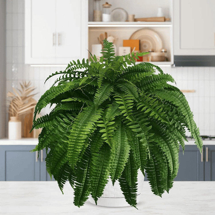 Raxiva-uv resistant lifelike artificial boston fern outdoor use
